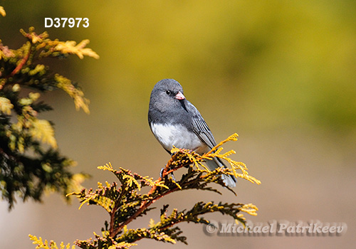 Dark-eyed Junco (Junco hyemalis)